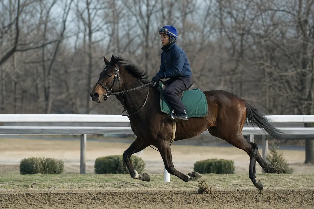 Cheval qui retrouve la piste après une longue pause, au galop d'échauffement