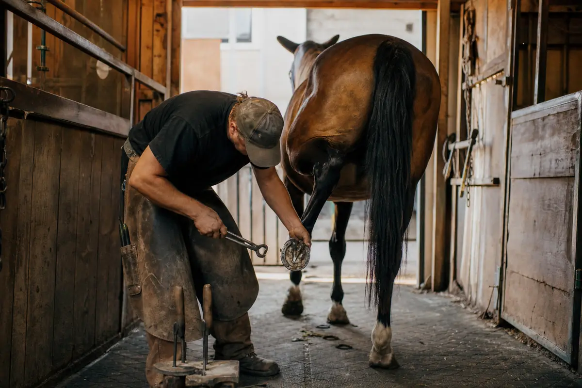 Maréchal-ferrant qui retire le fer d'un trotteur dans une écurie