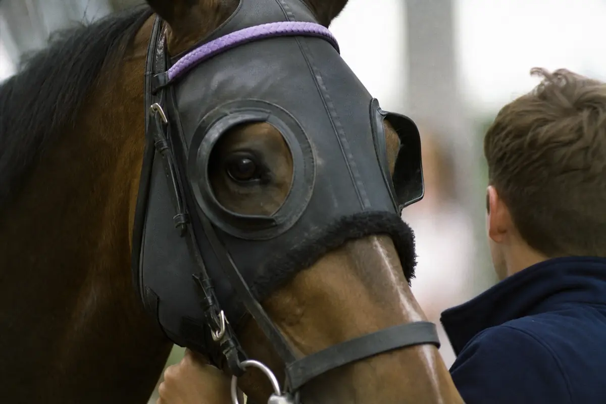 Cheval de course portant des œillères tenu par son lad avant le départ