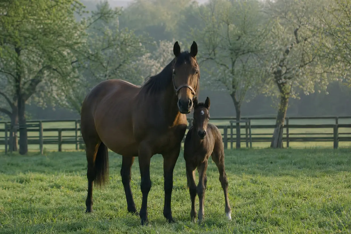 Jument et son poulain dans une prairie d'un haras normand