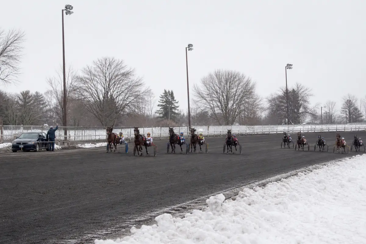 Trotteurs au départ d'une course à la volte avec des chevaux en recul
