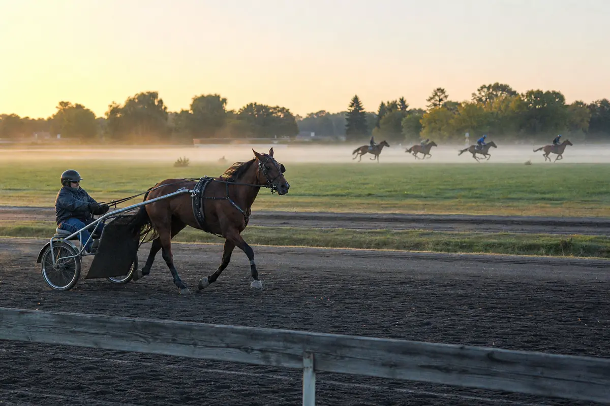 Un trotteur attelé et un cheval de galop côte à côte à l'entraînement