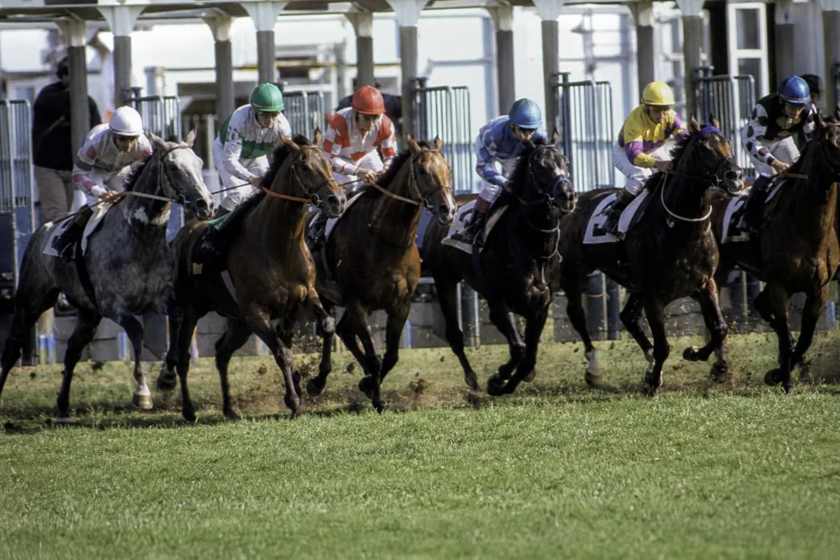 Chevaux de plat qui sortent des stalles de départ sur une piste en herbe