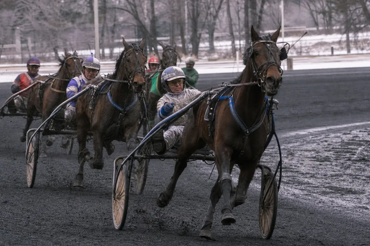 Peloton de trotteurs attelés dans le dernier virage d'une piste en cendrée l'hiver