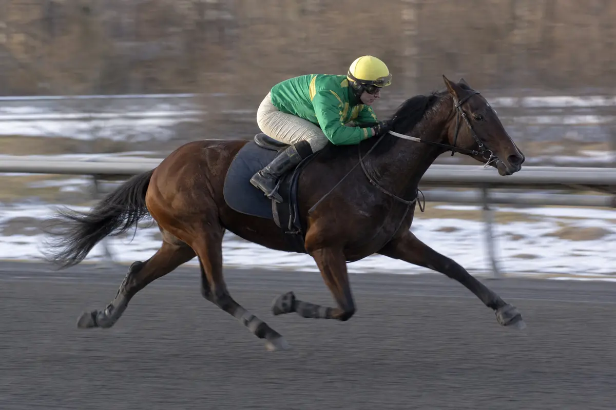 Trotteur monté par un jockey en pleine course sur une piste en cendrée