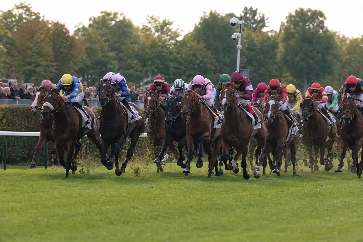 Peloton nombreux de chevaux de galop dans la ligne droite d'une grande course