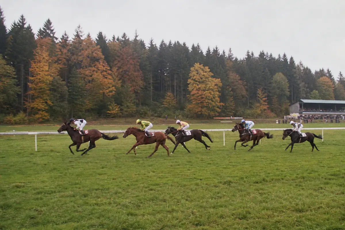 Chevaux de course galopant le long d'une forêt sur un hippodrome