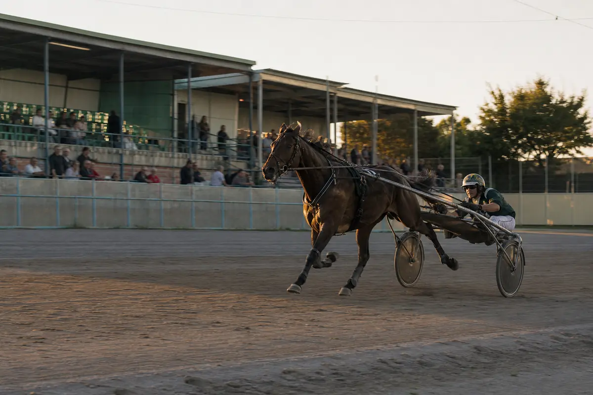 Trotteur attelé qui accélère dans la ligne droite d'un hippodrome de province