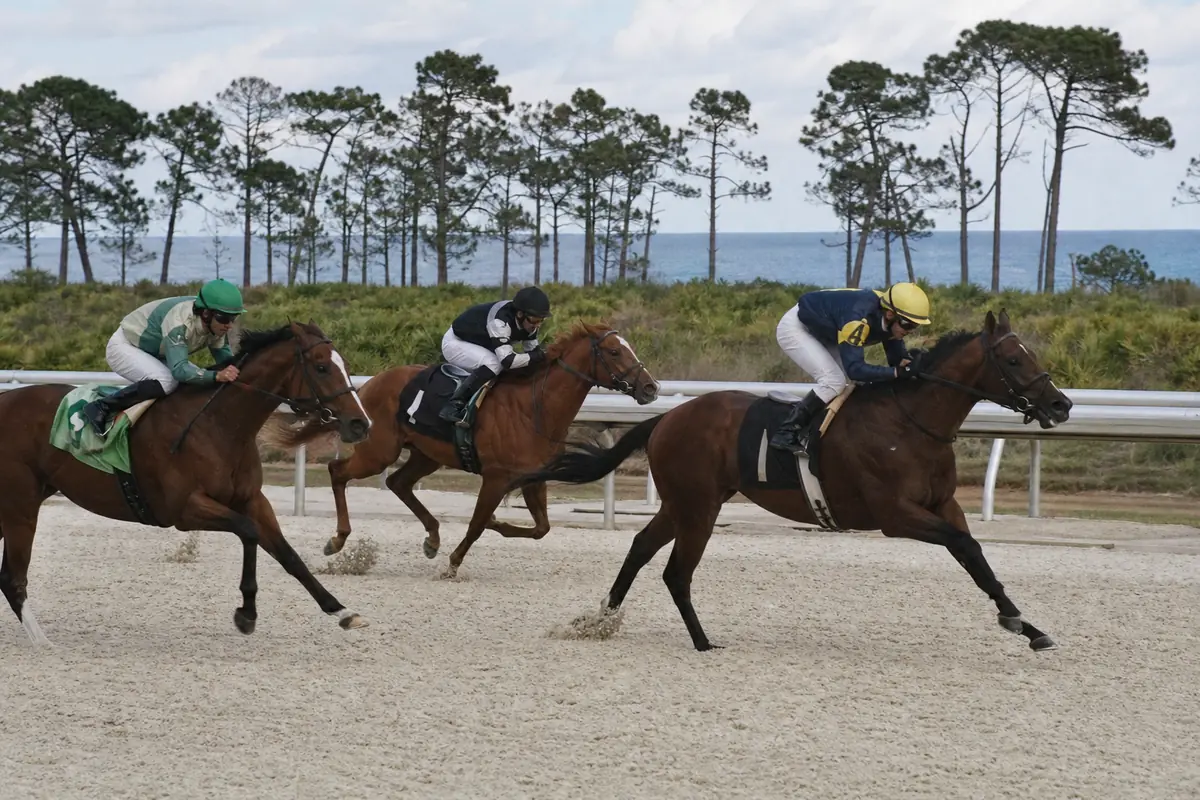 Chevaux de plat sur une piste en sable près de la côte atlantique