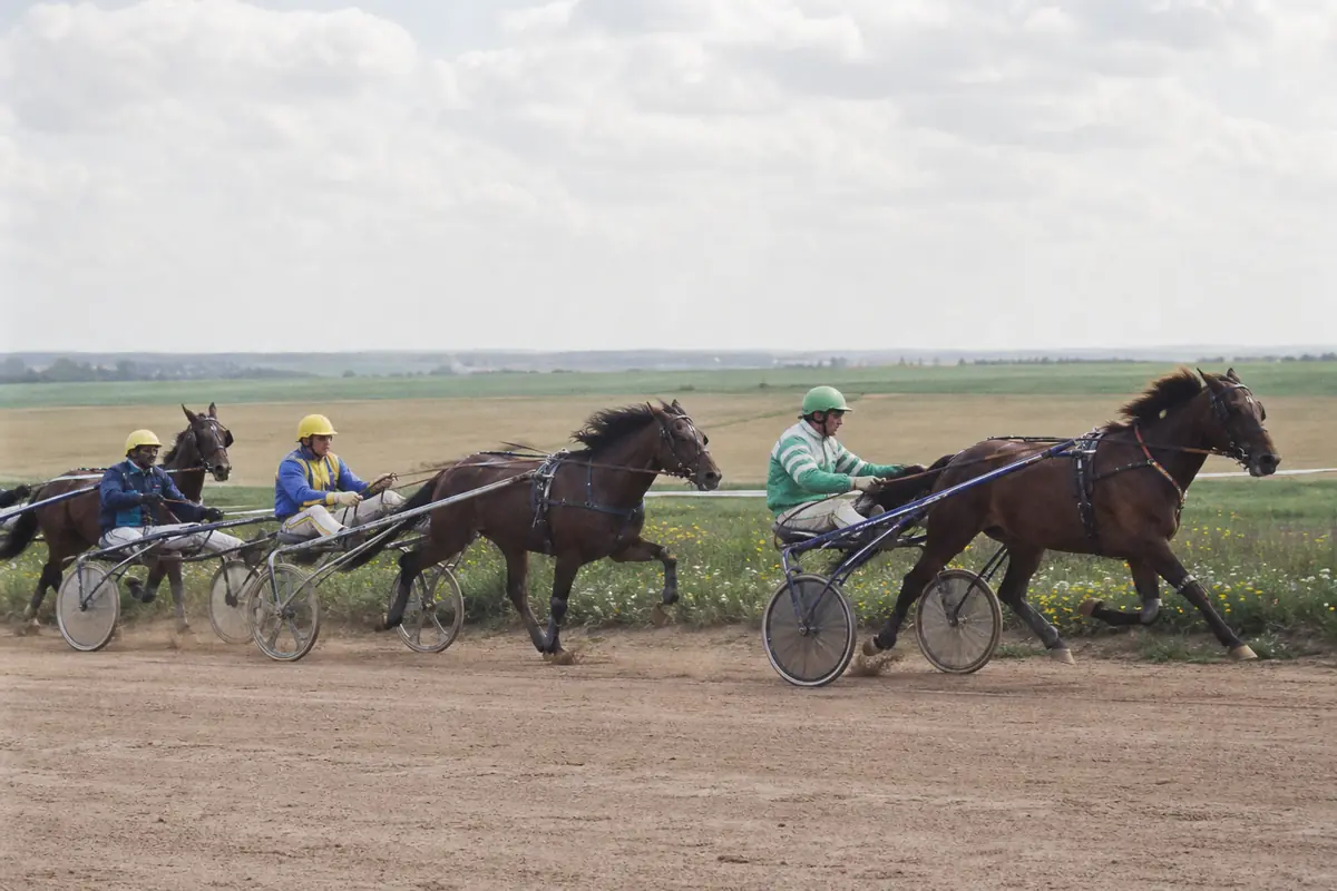 Trotteurs attelés en course dans la campagne champenoise
