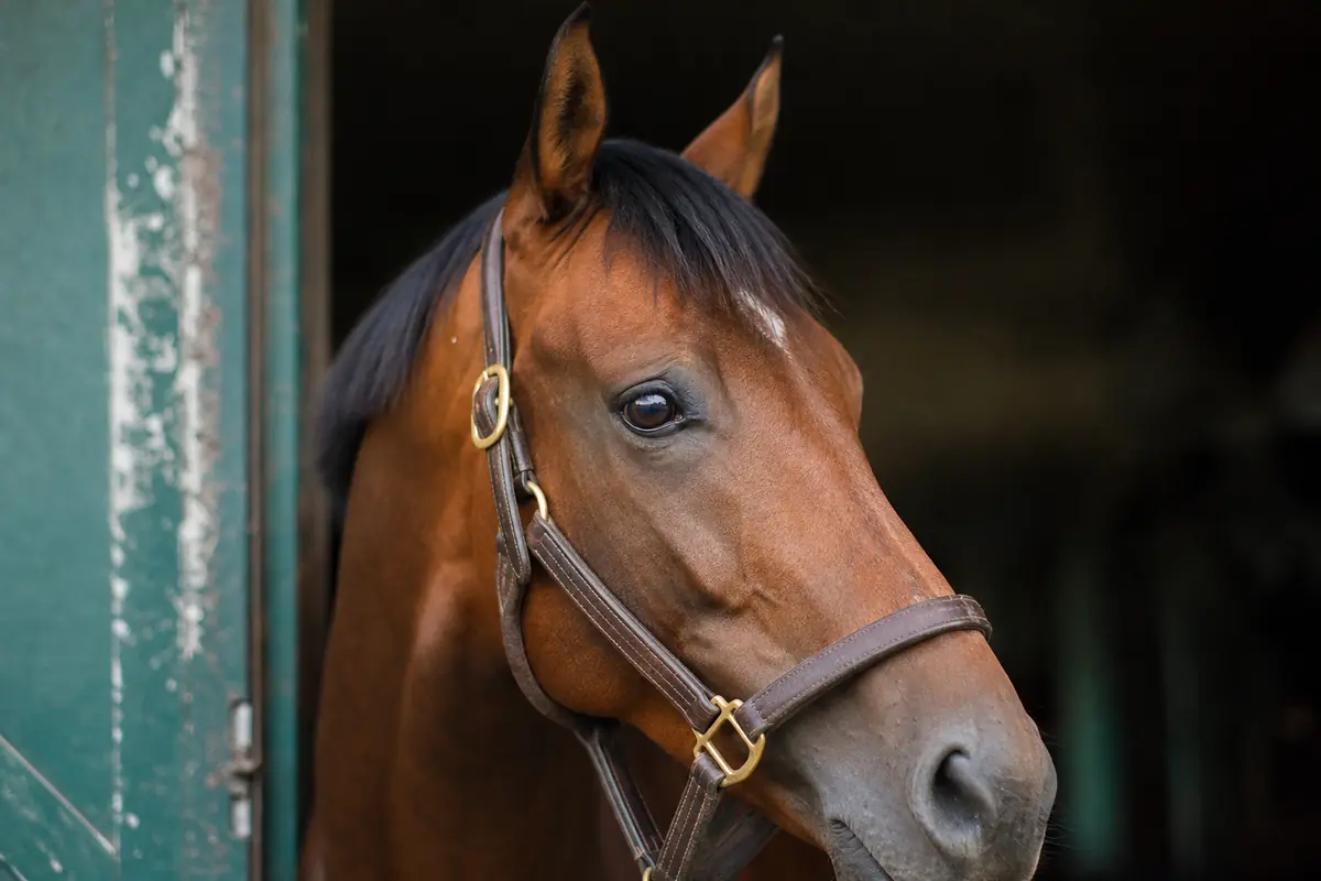 Gros plan sur la tête d'un pur-sang au regard attentif