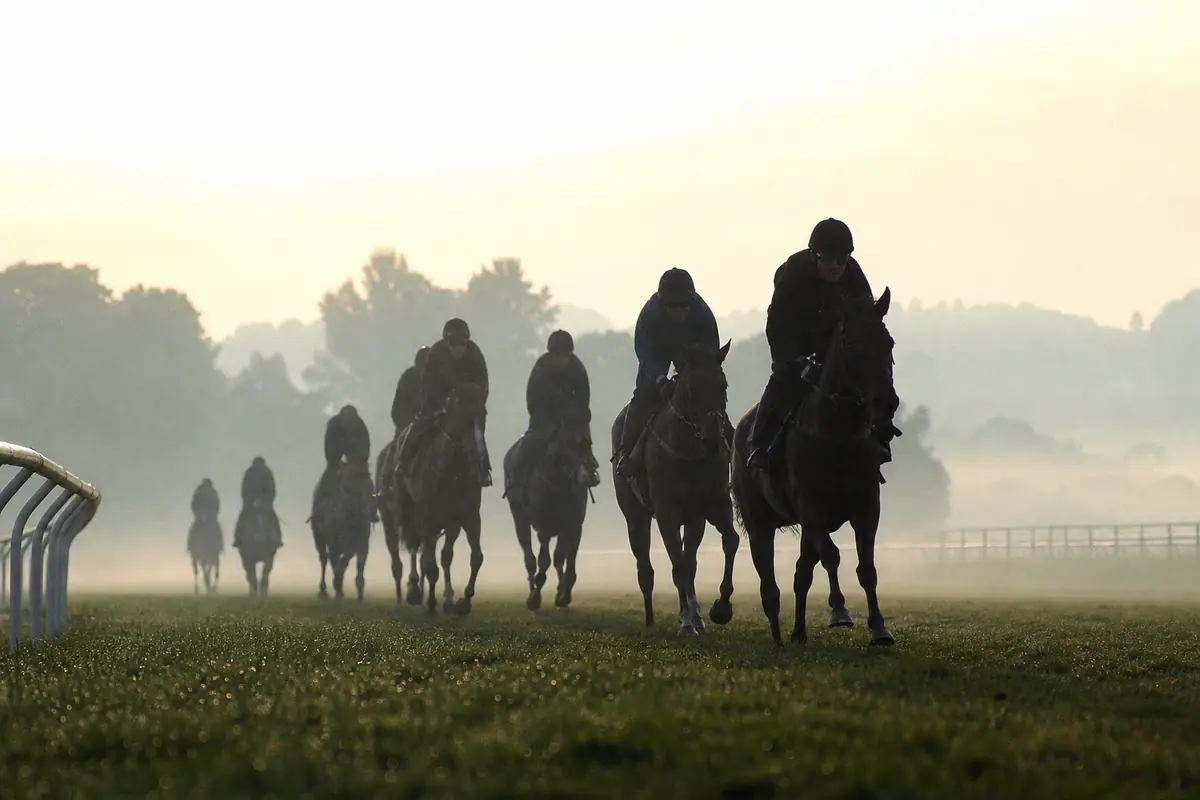 Chevaux de galop au petit matin sur une piste d'entraînement brumeuse
