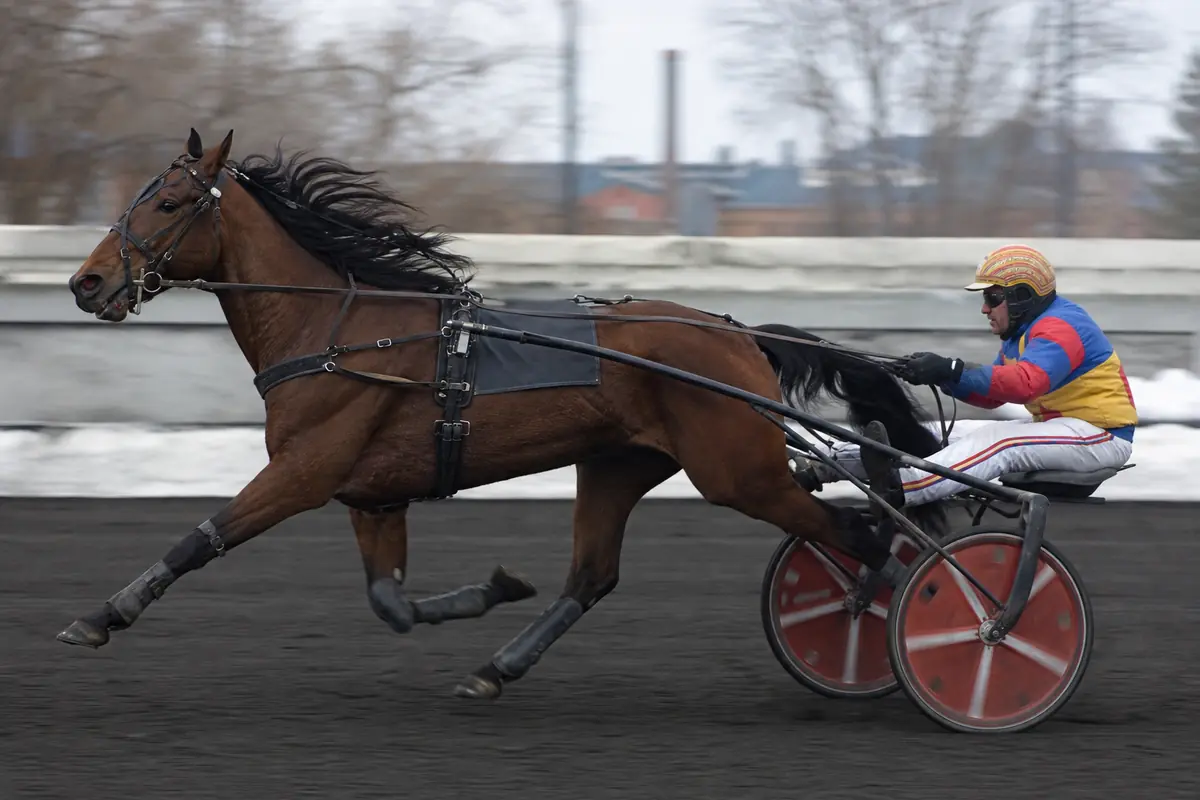 Trotteur attelé en pleine vitesse sur une piste en cendrée