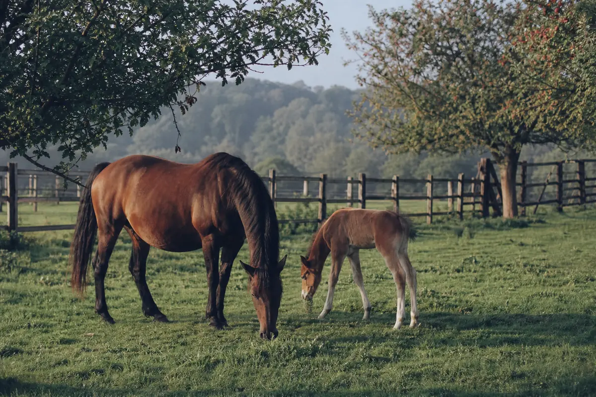 Jument et son poulain dans une prairie normande