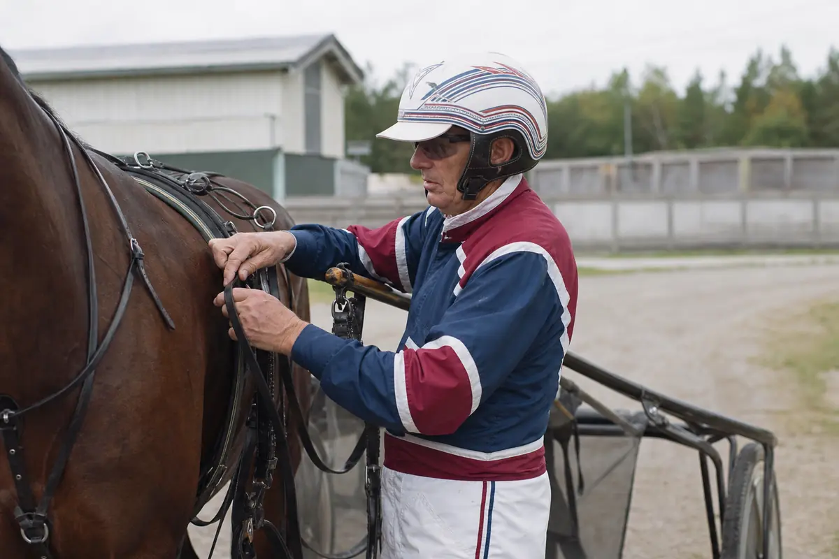 Driver qui attelle son trotteur avant une course