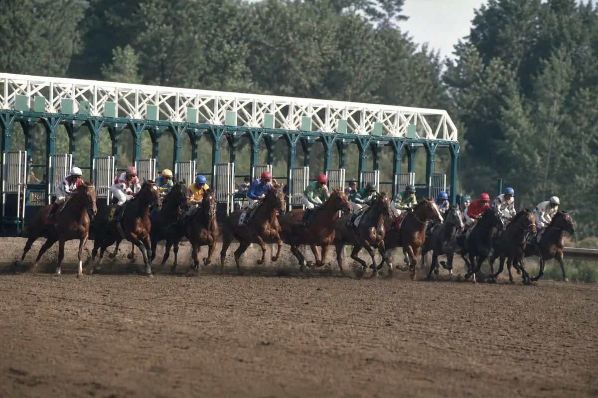Vue d'ensemble d'un peloton complet au départ d'une course de galop