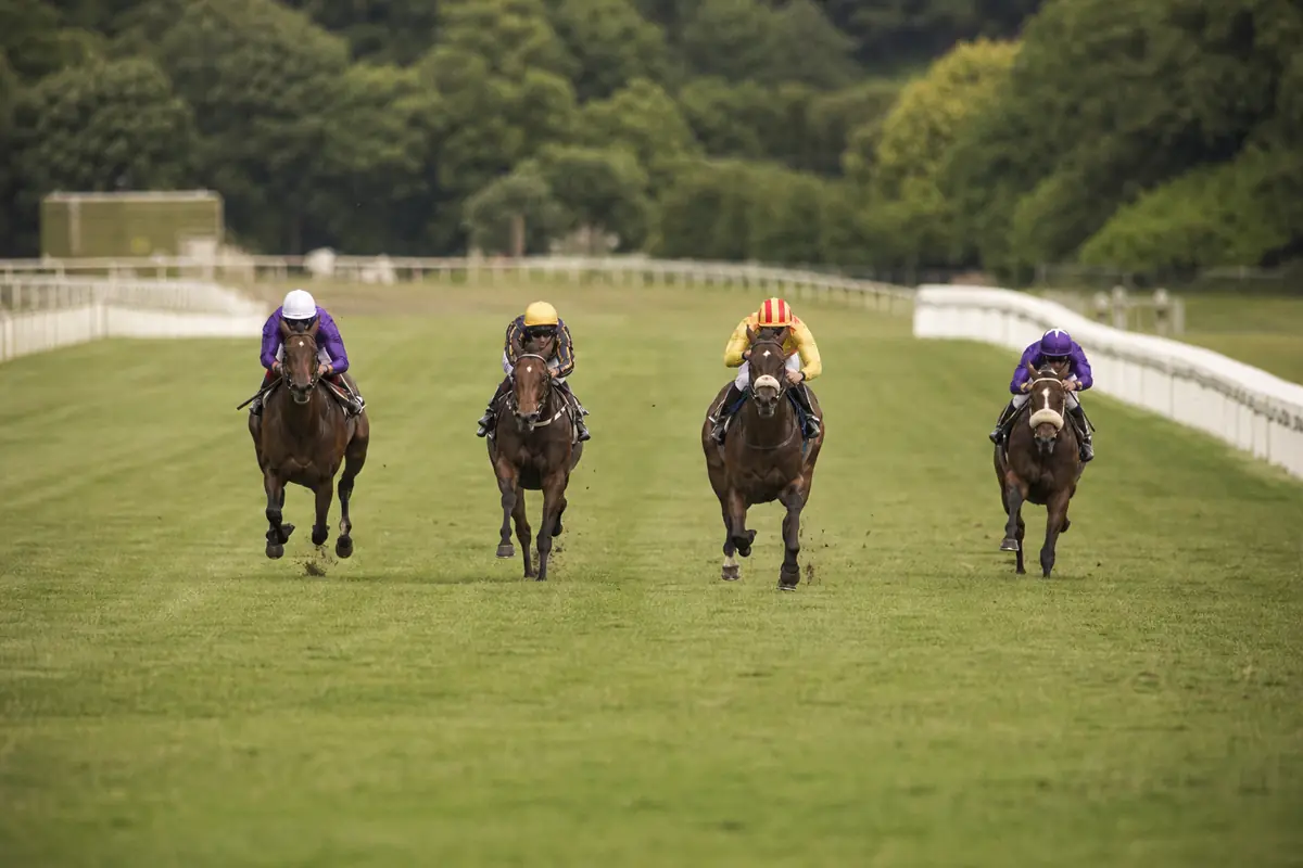 Quatre chevaux qui se battent pour les places dans la dernière ligne droite